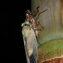 Cicada