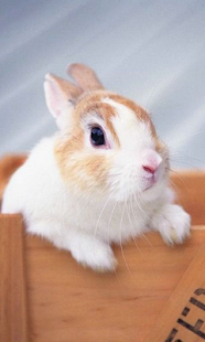 免費下載娛樂APP|Lovely Rabbit Pet app開箱文|APP開箱王