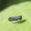 Derbid Planthopper