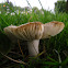 Russula amoenolens/Scherpe kamrussula