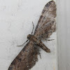 Geometrid Moth