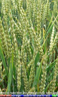 Top 10 Cereals FREE - náhled