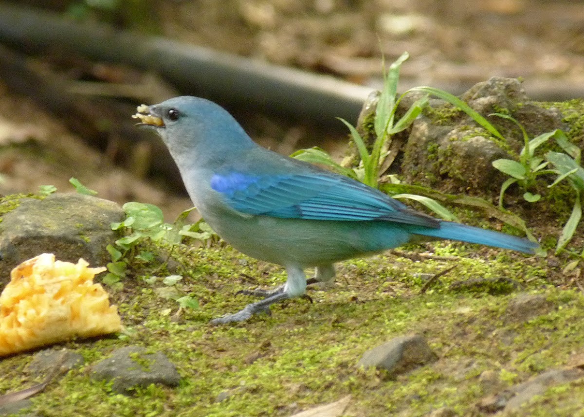 Sanhaçu-de-encontro-azul (Azure-shouldered Tanager)