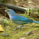 Sanhaçu-de-encontro-azul (Azure-shouldered Tanager)