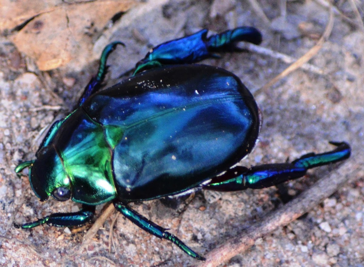 Repsimus Scarab Beetle