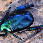 Repsimus Scarab Beetle