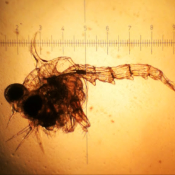 Crab (the zoèa larva) Project Noah