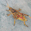 Eastern Lubber grasshopper