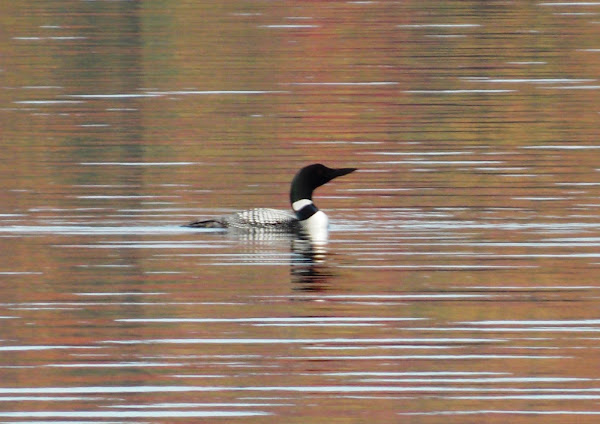 Common Loon (Mature) | Project Noah