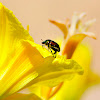 Japanese beetle