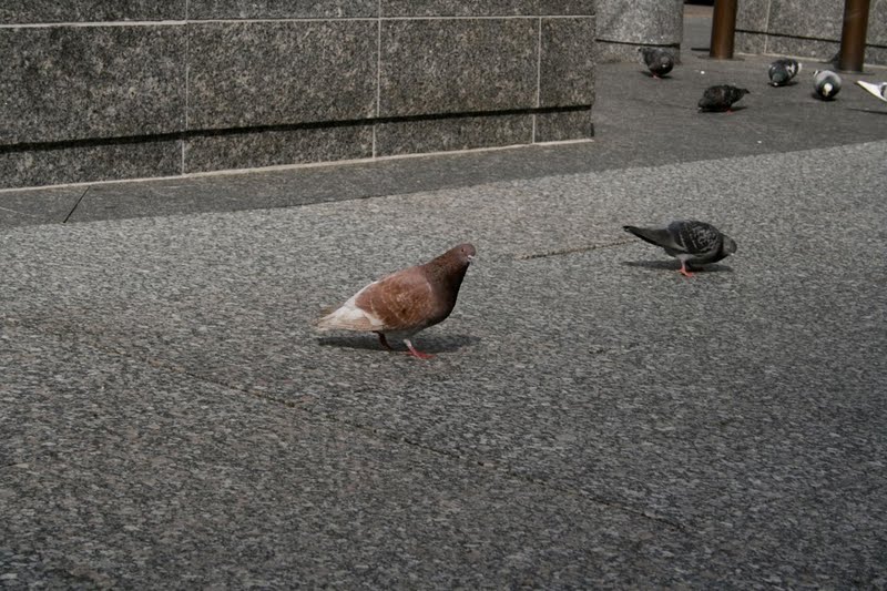 Pigeons, Chicago