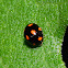 Orange-spotted Lady Beetle