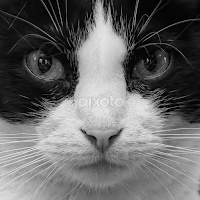by Andrew Lawlor - Black & White Animals