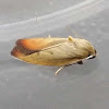 Concealer moth