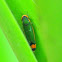 Leafhopper, adult