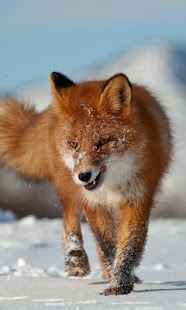 How to install Fox HD LWP Lite lastet apk for bluestacks