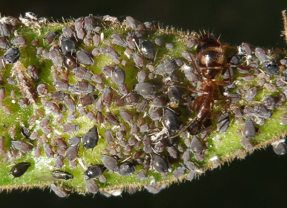 Pulgão-preto/ Cowpea aphid/ Black aphid