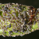 Pulgão-preto/ Cowpea aphid/ Black aphid