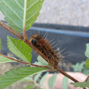 SaltMarsh Caterpillar