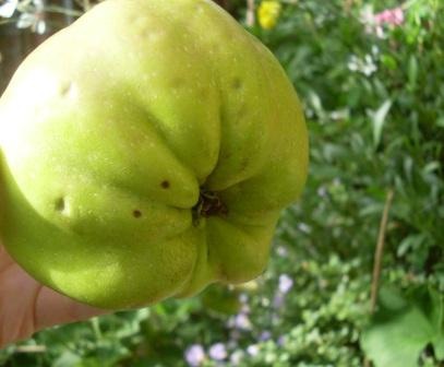 [pomme calville blanc[4].jpg]