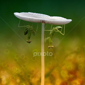 both under the mushroom by Fatriyanto Mooduto - Nature Up Close Mushrooms & Fungi
