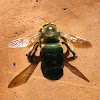 Carpenter bee, male