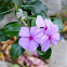 Madagascar periwinkle