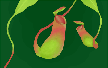 Nepenthes