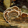 Turkey-tail fungus