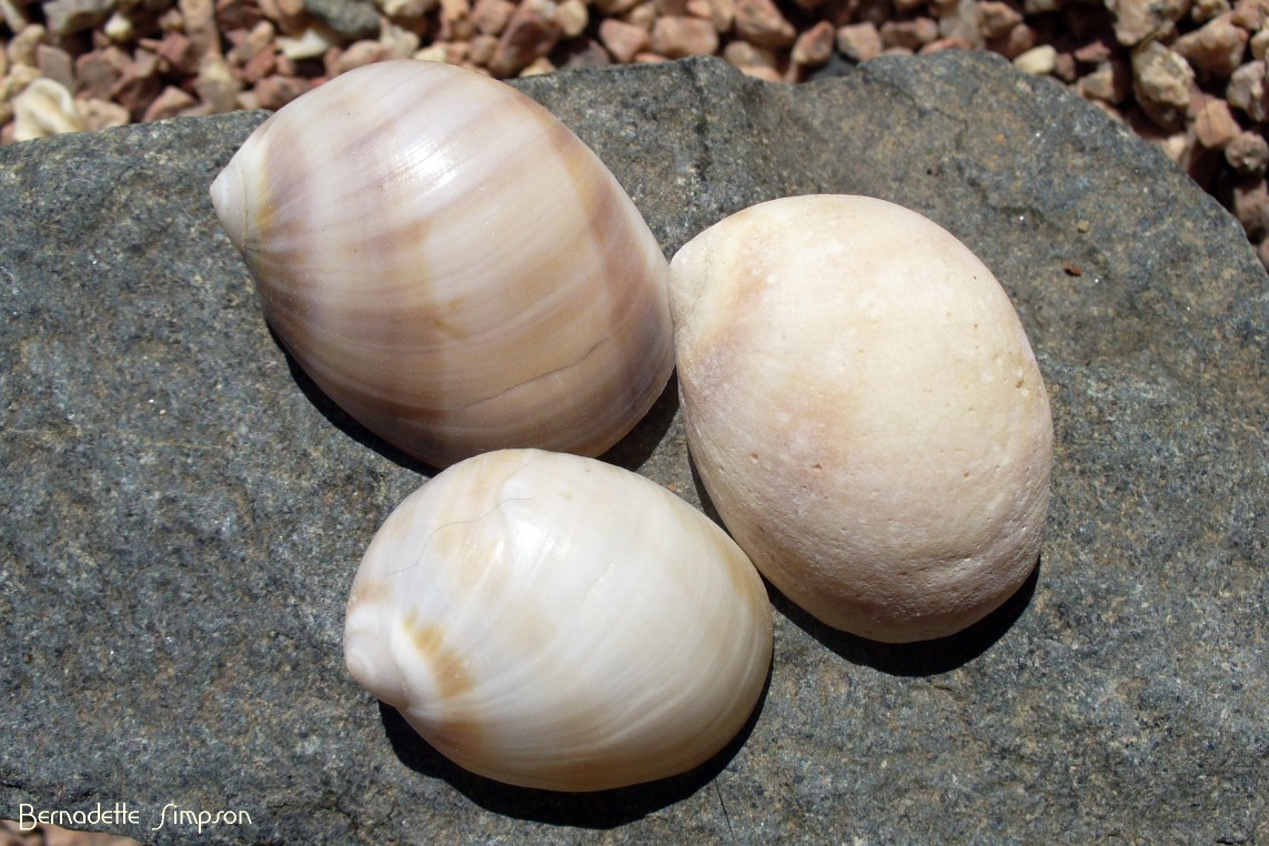 Black Mouthed Moon Snail Shells