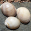 Black Mouthed Moon Snail Shells