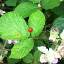 Multicolored Asian ladybug