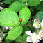 Multicolored Asian ladybug
