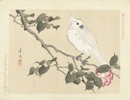 Witte kaketoe op cameliatak