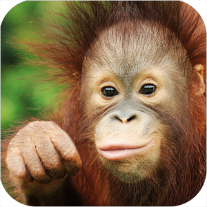 Go Sabah 1.0.6