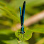 Calopteryx splendens