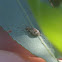 Broad-nosed Weevil