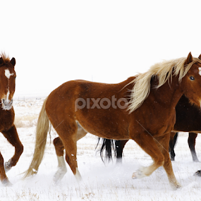 Whoa Big ED by Brian Robinson - Animals Horses