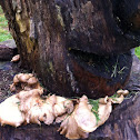 Mushroom fungi
