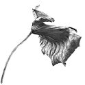 Gallery of Hong SungDuck logo