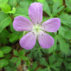 Wild Geranium