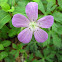 Wild Geranium