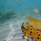 Invasión de medusas 