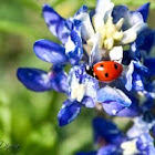 Bluebonnets