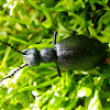 Oil beetle, obična kokica