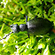 Oil beetle, obična kokica