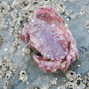 Pacific Rock Crab
