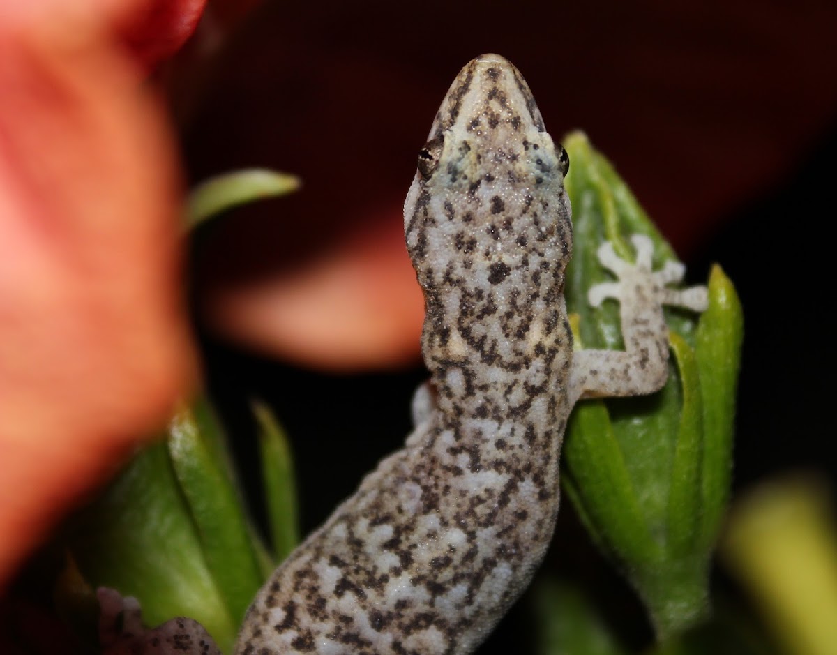 Small-scaled Leaf-toed Gecko