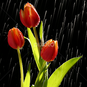 Tulips in rain by William Lee - Flowers Flowers 2011-2013