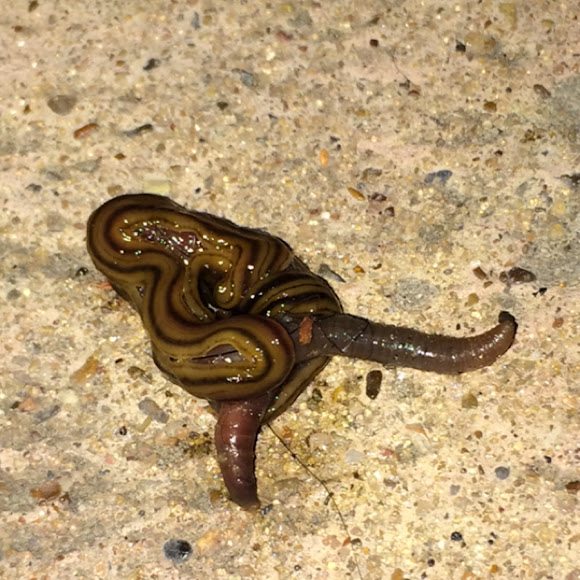 Hammerhead flatworm Project Noah
